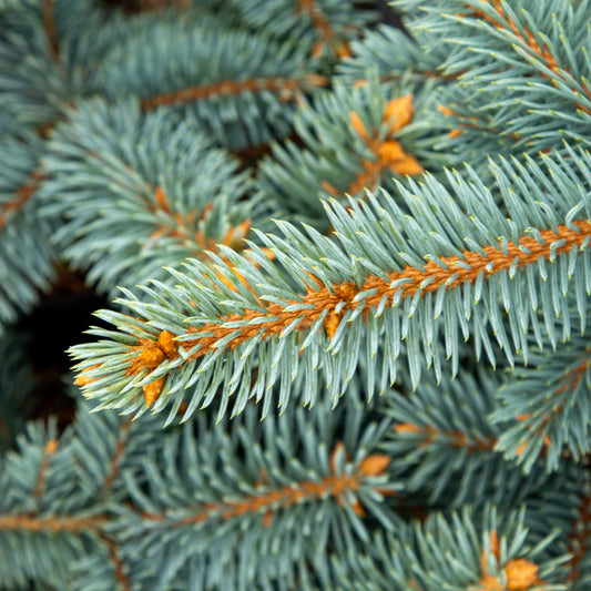 Picea pungens Schovenhorst - Barb Spruce