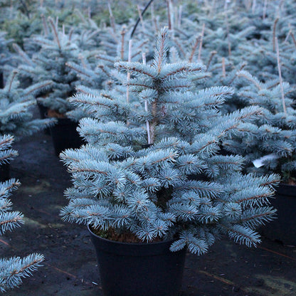 Picea pungens Thume saplings, known for their striking silver-blue needles, are thoughtfully arranged on a dark surface in an outdoor setting.