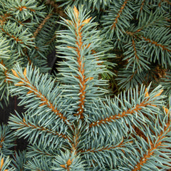 Picea pungens Thume - Colorado Spruce Thume