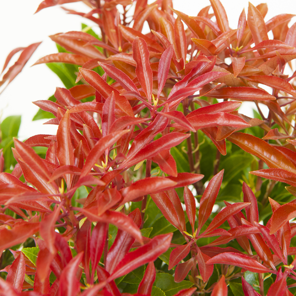 A close-up of vibrant red leaves with pointed tips and glossy texture from the Pieris Carnaval - Variegated Lily-of-the-Valley, an ornamental shrub, beautifully framed by surrounding green foliage for a mesmerizing display.