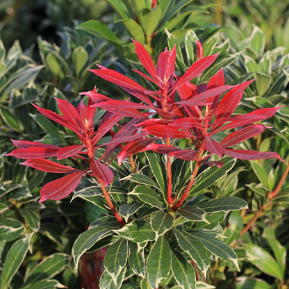 A close-up of the Pieris Carnaval - Variegated Lily-of-the-Valley, an ornamental shrub with vibrant red leaves and green foliage, featuring white-veined edges.