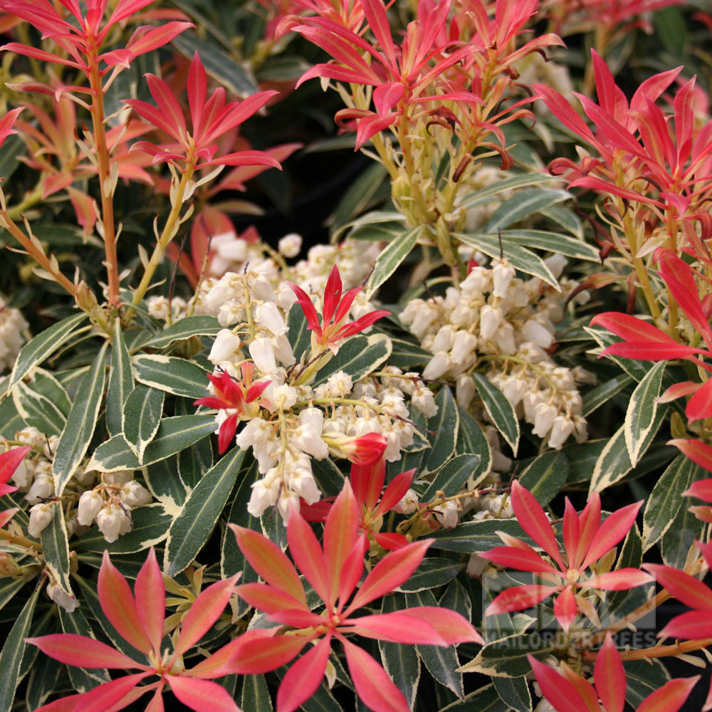 Close-up of Pieris Flaming Silver, a variegated Lily-of-the-Valley evergreen shrub with vibrant red leaves and small white flowers surrounded by green and white foliage.