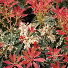 Pieris Flaming Silver - Variegated Lily-of-the-Valley