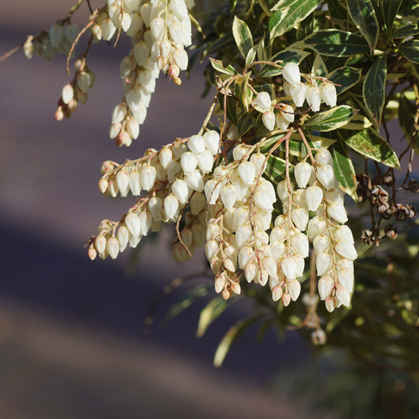 Close-up of a Pieris Little Heath Variegata, an evergreen shrub with clusters of small, white, bell-shaped flowers and green leaves highlighted by light-colored edges.