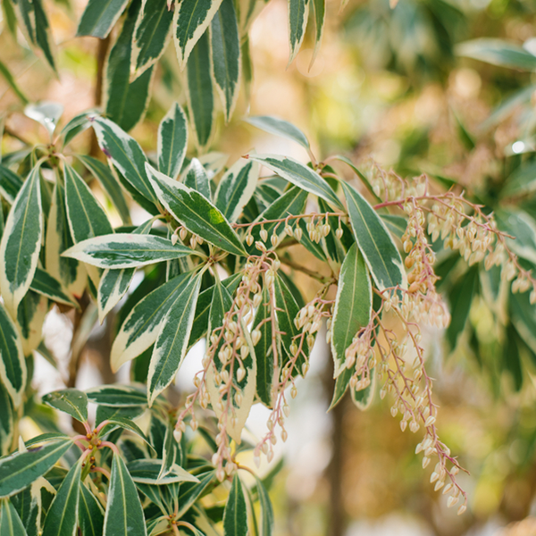 Close-up of Pieris Little Heath Variegata, this compact evergreen shrubs variegated leaves with cream edges beautifully complement the small clusters of pinkish flowers, reminiscent of the Variegated Lily-of-the-Valley.