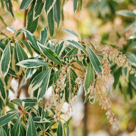 Close-up of Pieris Little Heath Variegata, this compact evergreen shrubs variegated leaves with cream edges beautifully complement the small clusters of pinkish flowers, reminiscent of the Variegated Lily-of-the-Valley.