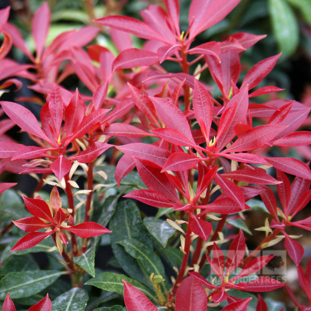 Close-up of bright red leaves on a Pieris Mountain Fire - Variegated Lily-of-the-Valley, an evergreen shrub, with glossy green foliage below. Ideal for a vibrant spring border.