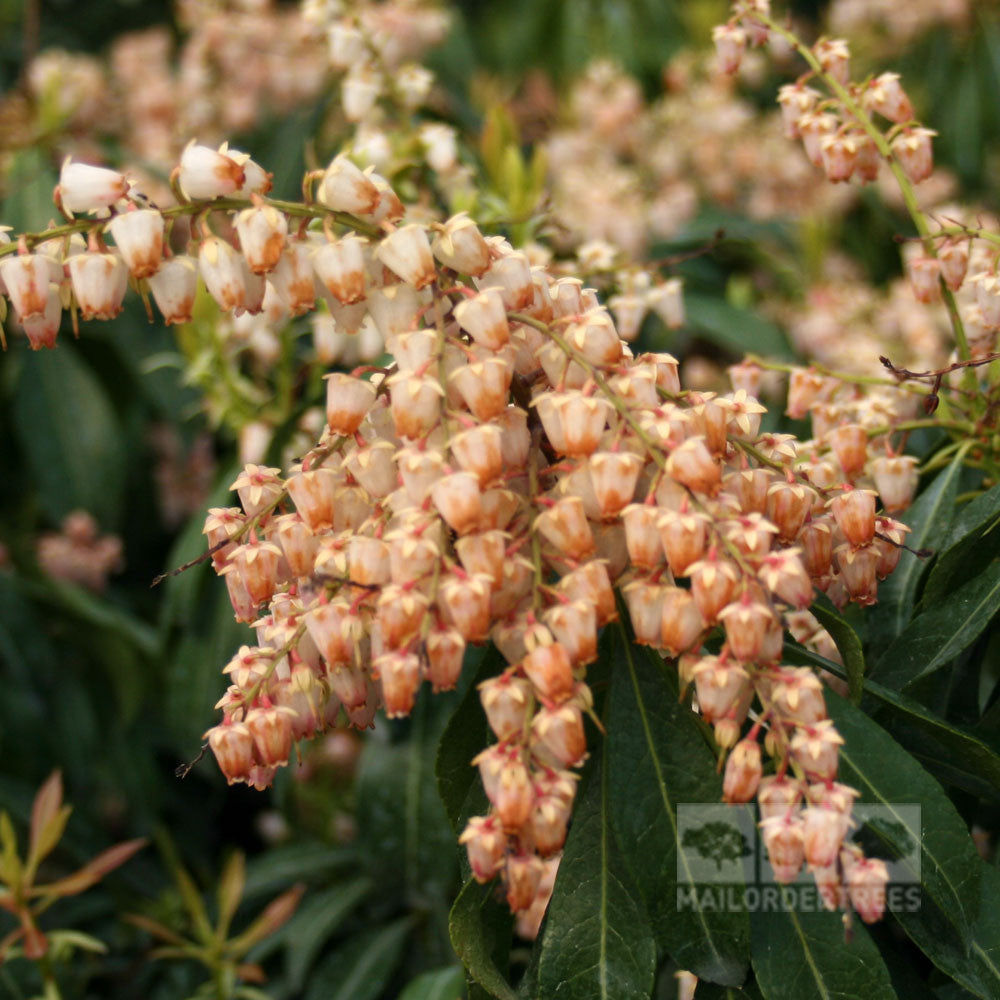 The Pieris Pink Delight - Variegated Lily-of-the-Valley is an evergreen shrub with clusters of small, bell-shaped pink and white flowers hanging from glossy leaves.