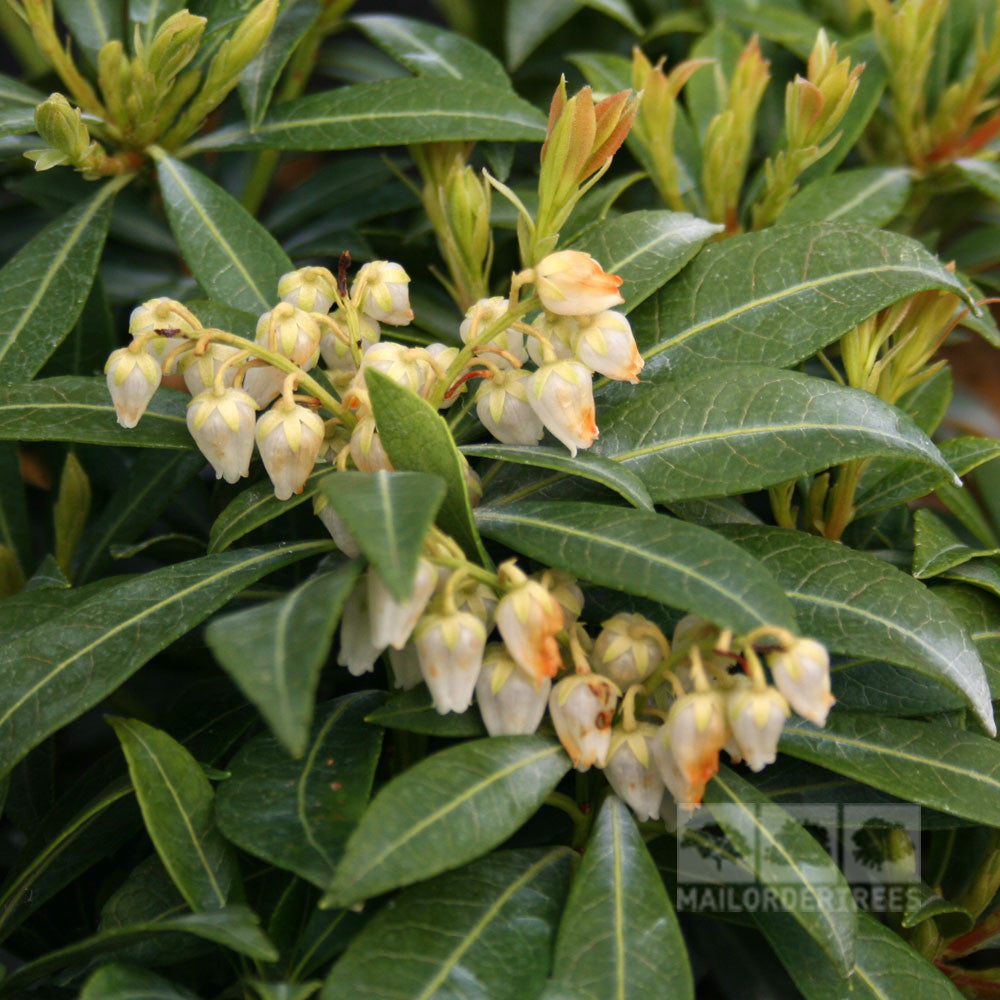 Close-up of green leaves adorned with clusters of small, snow-white flowers on the charming, compact Pieris Purity - Variegated Lily-of-the-Valley.