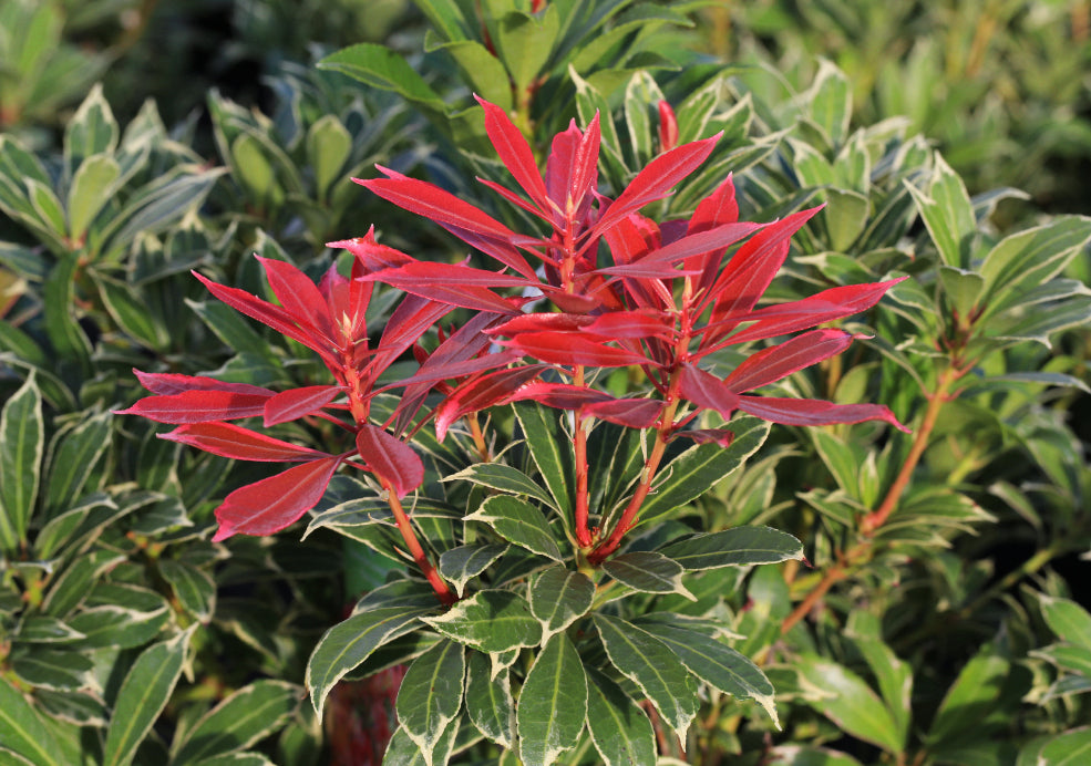 Close-up of a plant with bright red, narrow leaves and green foliage in the background.