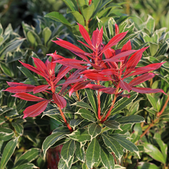 Pieris Carnaval - Variegated Lily-of-the-Valley