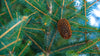 Close-up of a pinecone hanging on the branch of a pine tree with green needles and a blurred background.