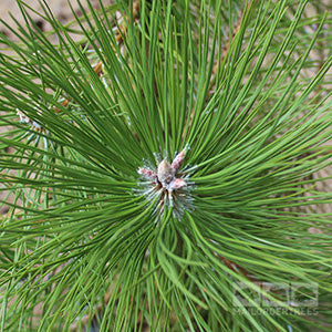 Close-up of a Pinus Nigra - Black Pine Tree branch featuring long green needles spreading from a central bud, highlighting the charm of this evergreen tree.