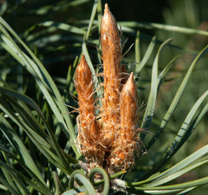 Close-up of a Pinus Nigra bud surrounded by elongated green needles, with three upward-pointing cones on this evergreen Black Pine Tree.