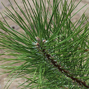 Close-up of a Pinus Nigra - Black Pine Tree branch with long, slender green needles against a blurred brown background, highlighting the essence of this majestic shade tree.