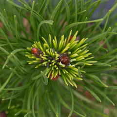 Pinus contorta Asher