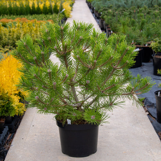 Pinus densiflora Low Glow