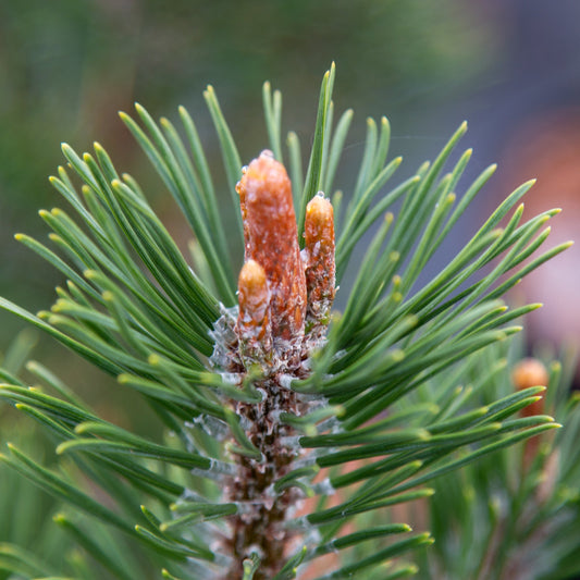 Pinus mugo Arpad