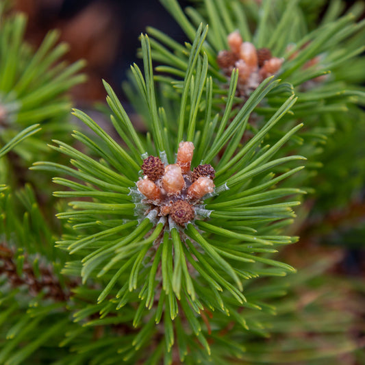 Pinus mugo Benjamin