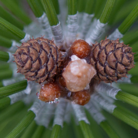 Pinus mugo Zundert