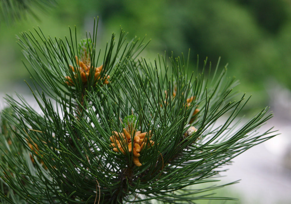 Pinus: A Majestic Evergreen with Lasting Appeal.