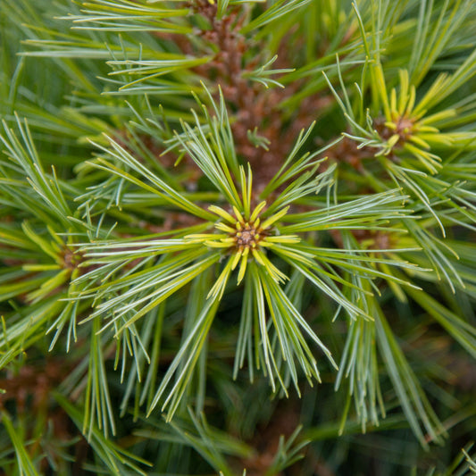 Pinus strobus Hordford