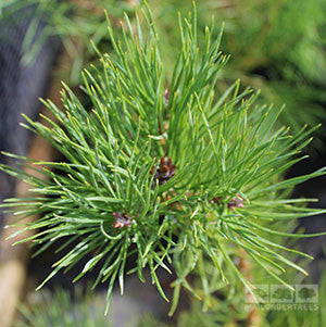 Close-up of blue-green needles on a Scots Pine (Pinus sylvestris) branch, showcasing a dense cluster of long, slender leaves.