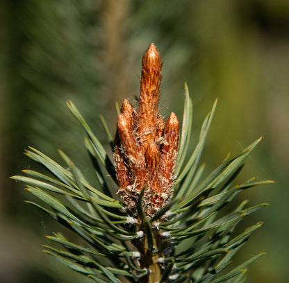 Close-up of emerging buds on a Scots Pine (Pinus sylvestris), surrounded by the resilient evergreens blue-green needles.