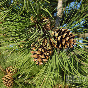 Close-up of two pine cones hanging from a branch of the majestic Pinus sylvestris, surrounded by vibrant blue-green needles.