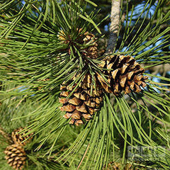 Pinus sylvestris - Scots Pine