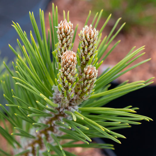 Pinus thunbergii Banshoho