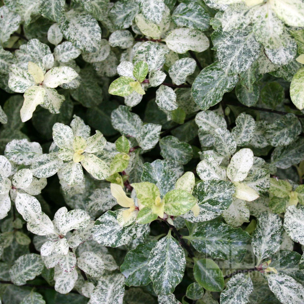 The image features Pittosporum Irene Patersons variegated foliage with marbled green and white leaves, creating an urban setting vibe.