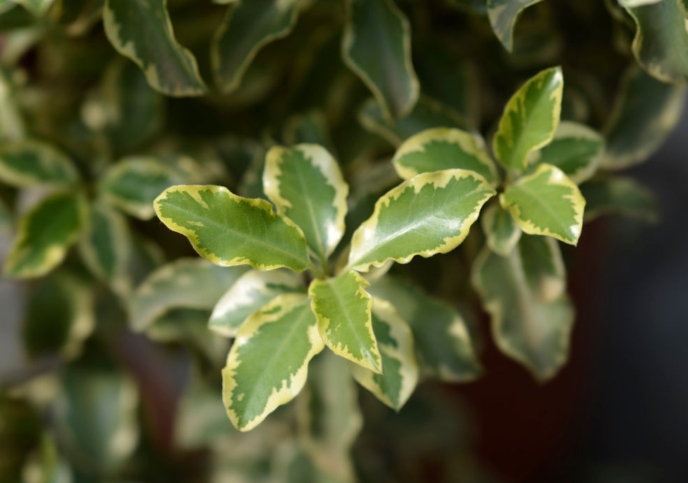 Pittosporum: Subtle Elegance with Evergreen Appeal.