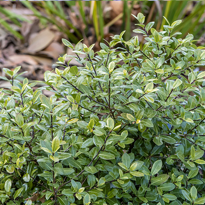 The Pittosporum tenuifolium Golf Ball - Kohuhu is a dense evergreen shrub with small oval leaves and dry brown foliage at its base, enhancing garden structure.