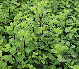 Dense green Pittosporum tenuifolium, also known as New Zealand Pittosporum, features bright leaves, dark stems, and abundant foliage.