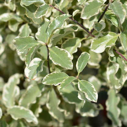 Close-up of the intricate pattern of Pittosporum tenuifolium Silver Queen - Tawhiwhi, with its variegated leaves and white edges.