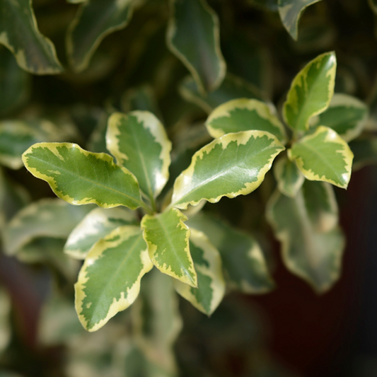 Close-up of Pittosporum tenuifolium Silver Queen - Tawhiwhi, featuring its variegated green and cream leaves with serrated edges on this elegant evergreen shrub.