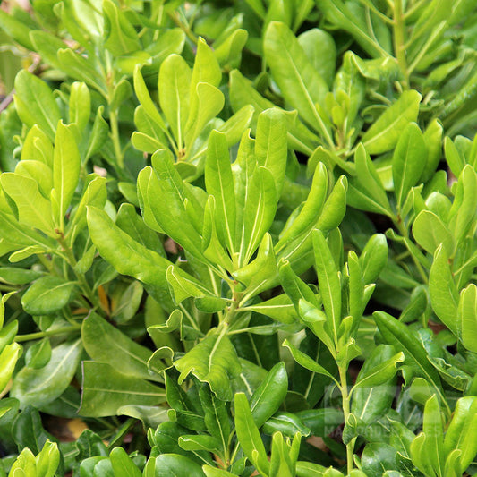 Pittosporum tobira - Japanese Pittosporum