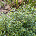 Pittosporum Tenuifolium Golf Ball