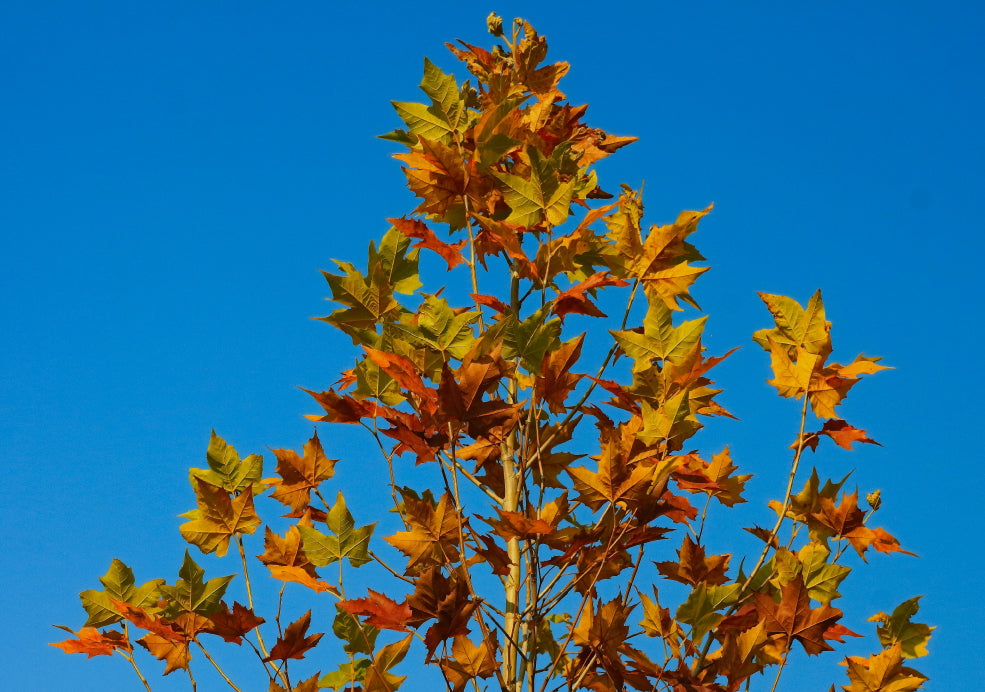 Seasonal Interest and Wildlife Benefits.