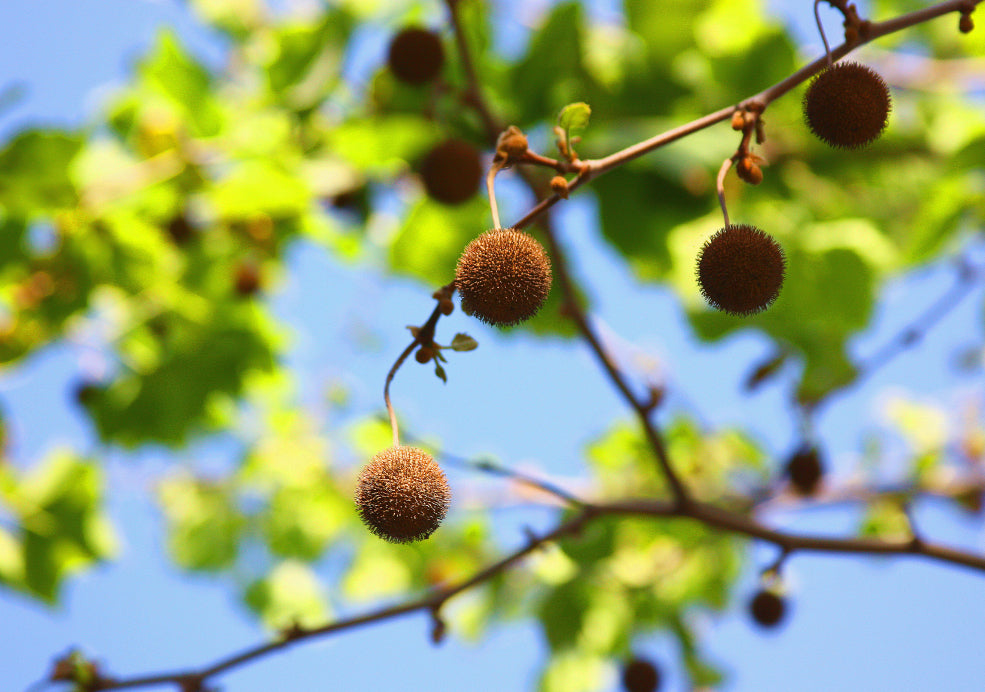 Platanus: The Majestic London Plane.