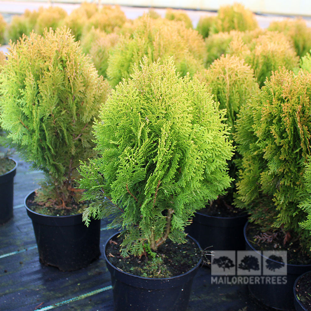 Multiple Platycladus orientalis Aurea Nana - Aurea Nana with evergreen foliage and a slow growth rate are elegantly arranged on a black surface.