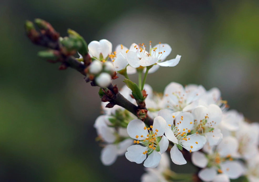 Seasonal Beauty with Ecological Value.