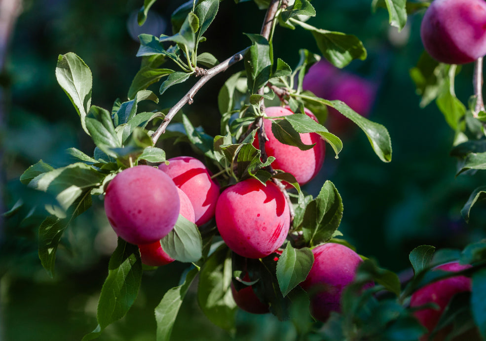 Plums: A Delightful Addition to the Home Orchard.