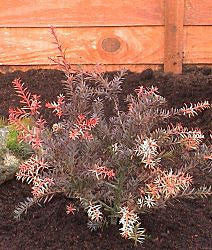 The Podocarpus Flame - Podocarp, a small, colorful shrub with rusty red foliage and white leaves, thrives in dark soil against a wooden fence backdrop.