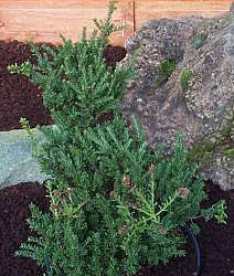 A Podocarpus Jacks Pass - Mountain Totara, a small evergreen shrub reminiscent of a conifer with needle-like leaves, grows in a garden surrounded by soil and rocks.