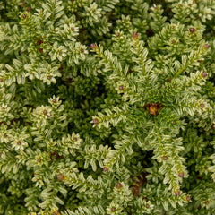 Podocarpus Kilworth Cream - Podocarp