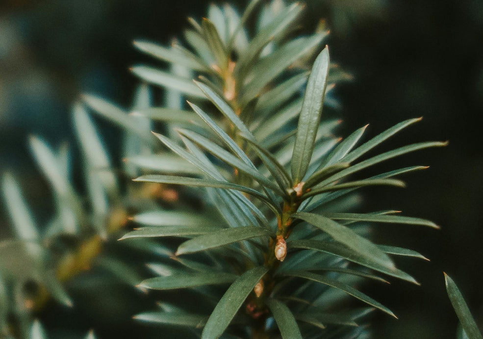 Close-up of a green pine branch with long, slender needles on a blurred background.