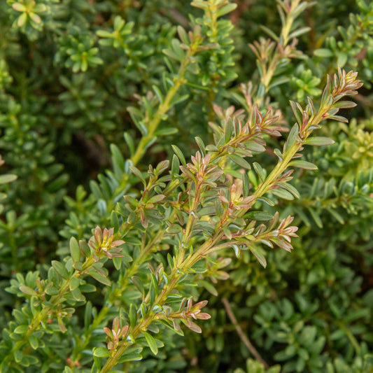 A close-up of dense green leaves and small branches highlights the varied green tones with reddish tips, epitomizing the elegance of a garden plant like Podocarpus Red Embers - Podocarp.