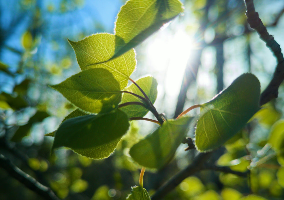 Poplar: Tall, Graceful, and Fast-Growing.